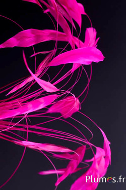 Coquetips chinchilla blanchis  - 13-18 cm - fuchsia